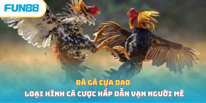 Đá Gà Cựa Dao - Loại Hình Cá Cược Hấp Dẫn Vạn Người Mê da ga cua dao anh dai dien