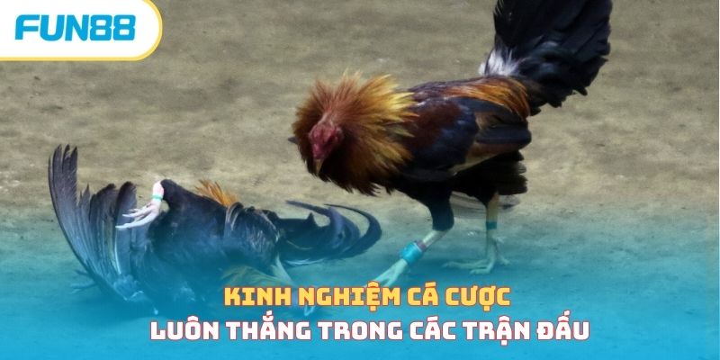Đá Gà Campuchia - Sân Chơi Gay Cấn, Hồi Hộp Bậc Nhất Châu Á Kinh nghiệm cược đá gà Campuchia cho người mới